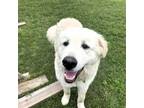 Adopt Oasis a Great Pyrenees, Mixed Breed