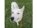 Adopt Spock a Husky, Mixed Breed