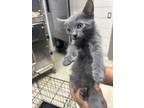 Adopt STORM a Domestic Short Hair