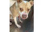 Adopt B.G. a Pit Bull Terrier, Mixed Breed