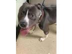 Adopt 55851943 a Pit Bull Terrier, Mixed Breed