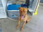 Adopt Coco a Pit Bull Terrier, Mixed Breed
