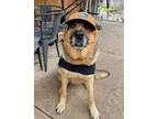 Adopt Max a German Shepherd Dog, Mixed Breed