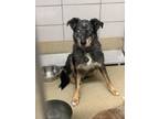 Adopt Diesel a Australian Shepherd, Mixed Breed