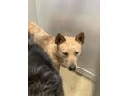 Adopt 55857253 a Cattle Dog, Mixed Breed