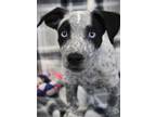 Adopt Gus a Dachshund, Australian Cattle Dog / Blue Heeler