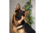 Adopt Titan a German Shepherd Dog, Mixed Breed