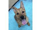 Adopt Shepherd Pie a Shepherd, Mixed Breed