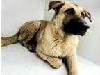 Adopt DALLAS a German Shepherd Dog, Mixed Breed