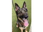 Adopt Max a German Shepherd Dog, Mixed Breed