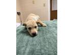 Adopt Dribble a Labrador Retriever, Mixed Breed