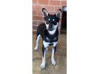 Adopt Doc a Shiba Inu, Mixed Breed