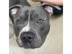 Adopt Cooper a American Staffordshire Terrier