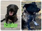 Adopt RAIDER a Labrador Retriever, Shar-Pei