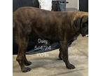 Great Dane Puppy for sale in Martinton, IL, USA
