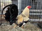 Adopt CHILI a Chicken