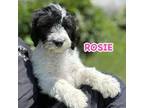 Rosie