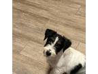 Parson Russell Terrier Puppy for sale in Traverse City, MI, USA
