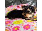 Yorkshire Terrier Puppy for sale in Countryside, IL, USA