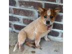 Pink collar, red female