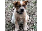 Australian Cattle Dog Puppy for sale in Chouteau, OK, USA