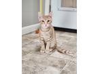 Adopt Jerry a Domestic Short Hair