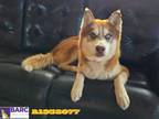 Adopt A1938077 a Siberian Husky, Mixed Breed