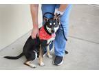 Adopt Asiago a Shepherd