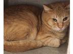 Adopt CHESTER a Domestic Short Hair