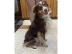 Adopt ROCKY a Australian Shepherd