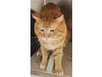 Adopt HAMLET a Domestic Short Hair