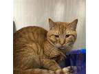 Adopt WHISKERS a Domestic Short Hair