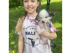 Chinese Crested Puppy for sale in Caldwell, OH, USA