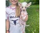 Chihuahua Puppy for sale in Caldwell, OH, USA