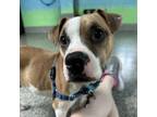 Adopt Jax a Boxer