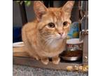 Adopt Mufasa a Domestic Short Hair