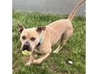 Adopt Dozer a Pit Bull Terrier