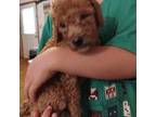 Mutt Puppy for sale in Hogansville, GA, USA