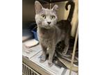 Adopt 2404-1141 Topaz (Available 5/7) a Domestic Short Hair