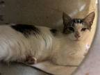 Adopt 2404-0266 Sinatra (Off Site Foster) a Domestic Short Hair