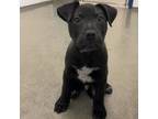 Adopt Rhino a Mixed Breed