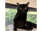 Adopt Ben Harper a Bombay, Domestic Short Hair