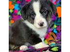 Cardigan Welsh Corgi Puppy for sale in Falcon, CO, USA