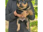 Rottweiler Puppy for sale in Cave City, AR, USA