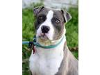 Adopt Ali a Pit Bull Terrier, Hound