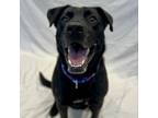 Adopt Thor a Black Labrador Retriever