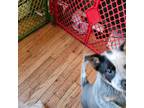 Australian Cattle Dog Puppy for sale in East Hampstead, NH, USA