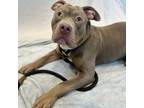 Adopt Prince Harry a Pit Bull Terrier