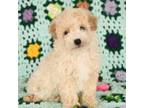 Poodle (Toy) Puppy for sale in Alexandria, VA, USA