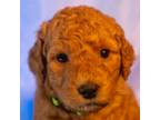 Goldendoodle Puppy for sale in Olympia, WA, USA
